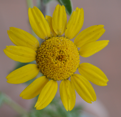 Anacyclus