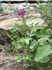 Polanisia dodecandra riograndensis