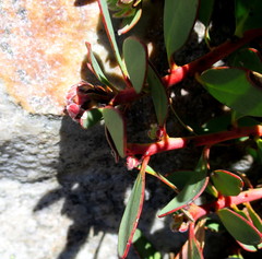 Protea venusta