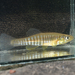 Eastern Banded Killifish - Photo (c) Koaw Nature, some rights reserved (CC BY-NC), uploaded by Koaw Nature