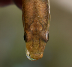 Fundulus diaphanus diaphanus