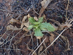 Senecio erubescens crepidifolius