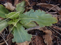 Senecio erubescens crepidifolius