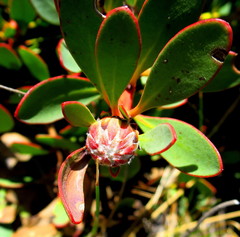 Protea venusta