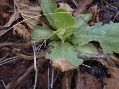 Senecio erubescens crepidifolius