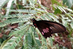 Parides neophilus