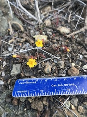 Erythranthe serpentinicola