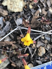 Erythranthe serpentinicola