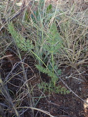 Afrosciadium magalismontanum