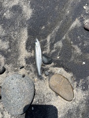 Atherinops affinis
