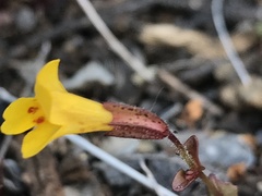 Erythranthe serpentinicola
