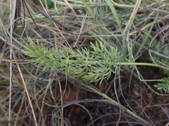 Afrosciadium magalismontanum