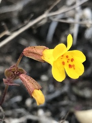 Erythranthe serpentinicola