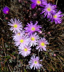 Lampranthus swartbergensis