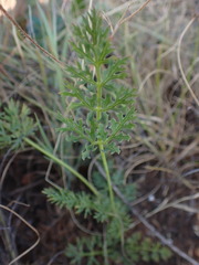 Afrosciadium magalismontanum
