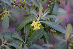 Daphne pseudomezereum
