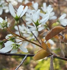 Amelanchier ovalis