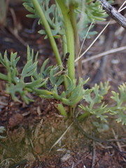 Afrosciadium magalismontanum