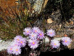 Lampranthus swartbergensis