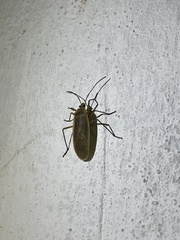 Dysdercus melanderes