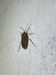 Dysdercus melanderes