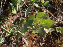 Ziziphus zeyheriana