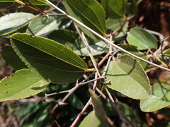 Ziziphus zeyheriana