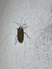 Dysdercus melanderes