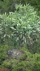 Cussonia paniculata paniculata