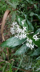 Pavetta hongkongensis