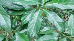 Pavetta hongkongensis