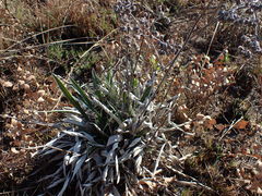 Helichrysum krebsianum