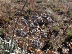 Helichrysum krebsianum