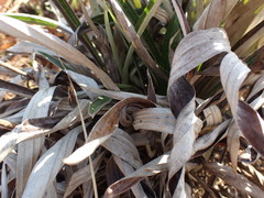 Helichrysum krebsianum