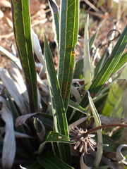Helichrysum krebsianum