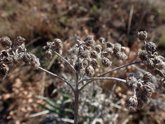 Helichrysum krebsianum