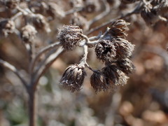 Helichrysum krebsianum