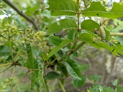 Derospidea brevicollis
