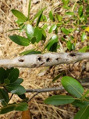 Protobalandricus spectabilis