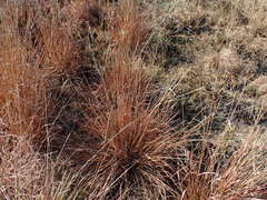 Andropogon appendiculatus