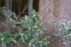 Daphne kiusiana