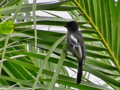 Melaniparus niger niger