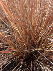 Andropogon appendiculatus