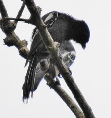 Melaniparus niger niger