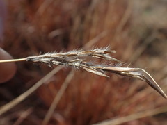 Andropogon appendiculatus