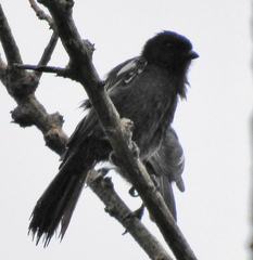 Melaniparus niger niger
