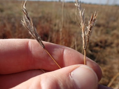 Andropogon appendiculatus