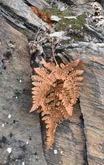 Hypodematium crenatum