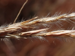 Andropogon appendiculatus