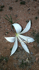 Crinum walteri